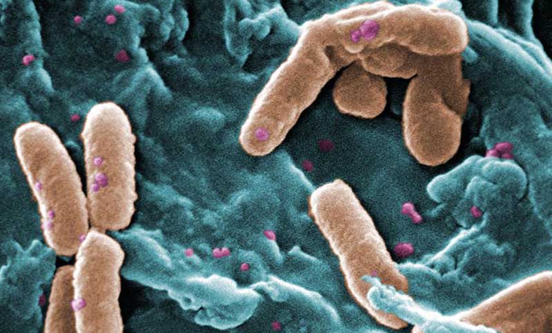 Científicos descubrieron bacterias que sirven para degradar hidrocarburos