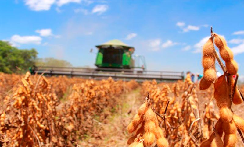Golpeada por sequías y heladas, la cosecha de soja fue la más baja en catorce años