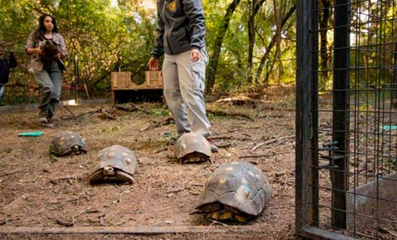 Chaco: liberarán a unas cuarenta tortugas yabotí, especie extinta en el país