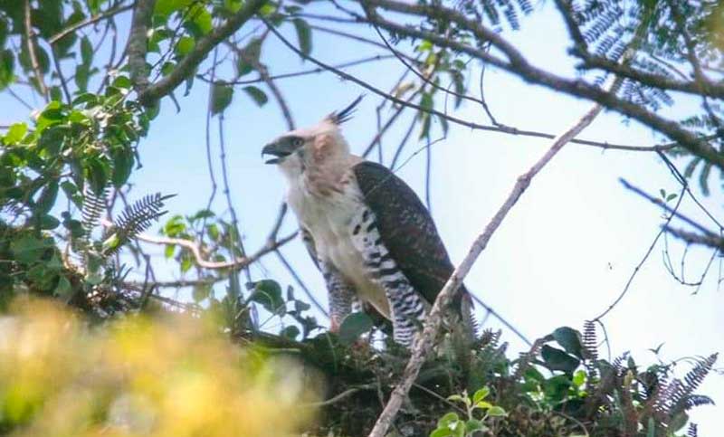 El Gobierno misionero lanzó un proyecto para proteger a las águilas de la selva paranaense