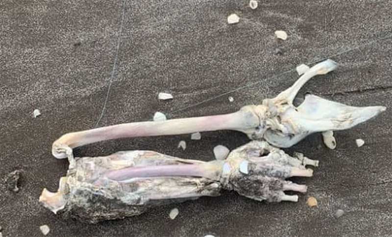 Mar de Ajó: un turista fue a pescar a la costa y sacó restos de un brazo