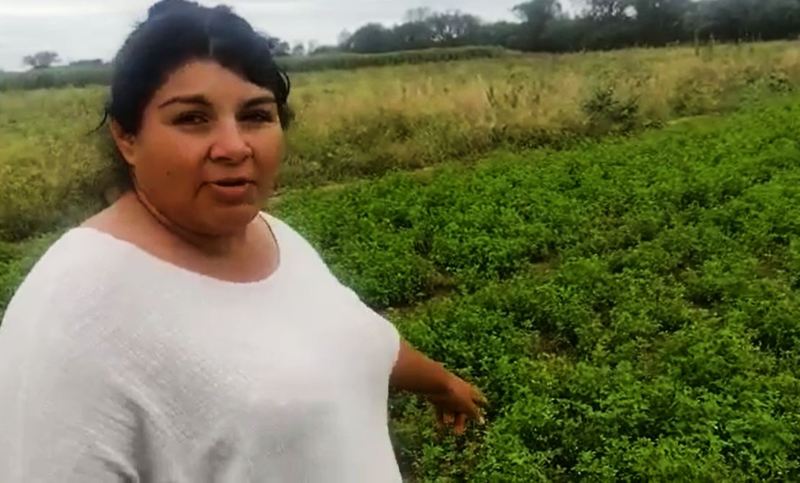 Un productor tucumano fumigó y arruinó la cosecha de una familia campesina