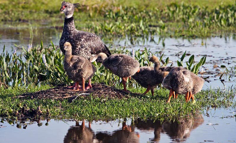 Reintroducirán especies de la fauna autóctona en el parque Iberá de Corrientes