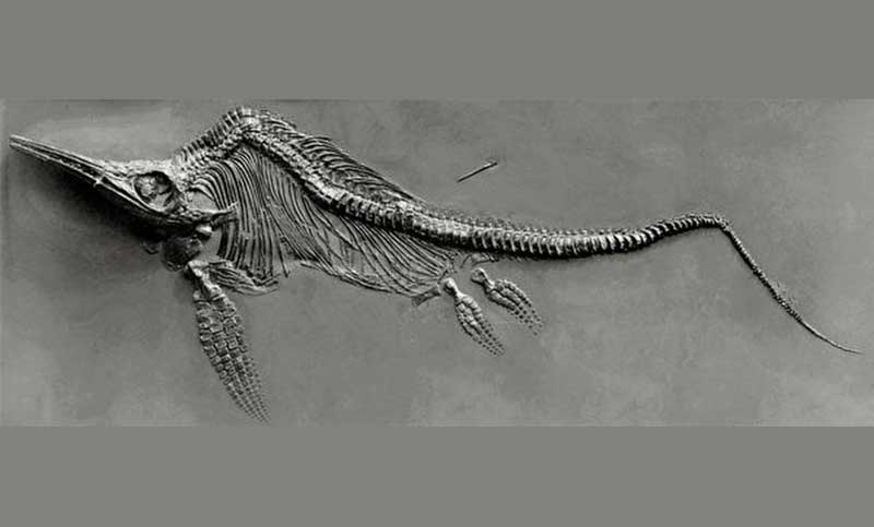 Hallan fósil de ictiosaurio gigante prehistórico en los Alpes suizos