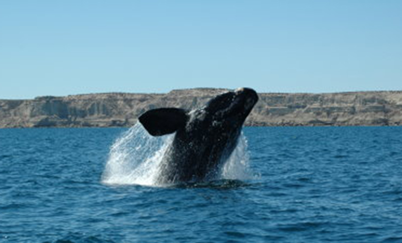 Inició la temporada de avistamiento de ballenas en Puerto Pirámides