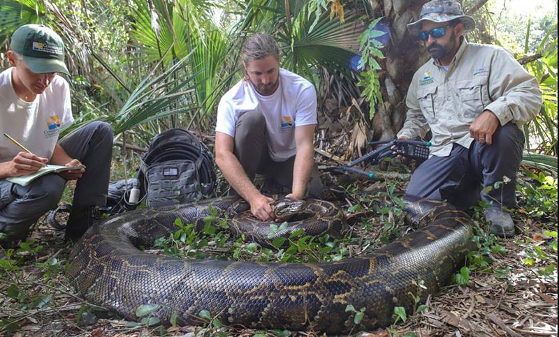 Encontraron una pitón birmana en Florida de cinco metros y más de 90 kilos