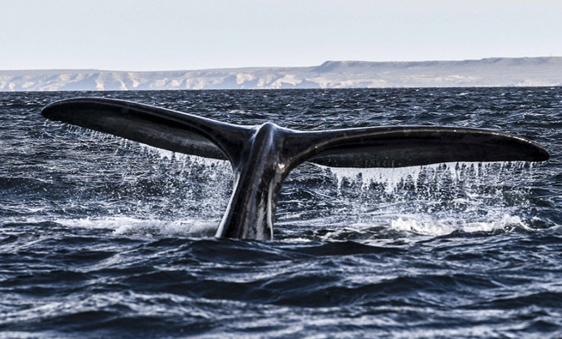 Chubut inaugura la temporada de ballenas