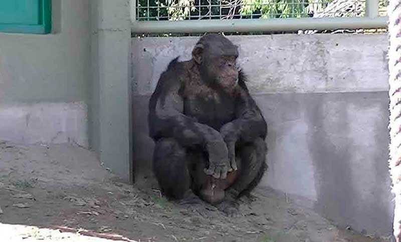 Río Negro: presentaron un habeas corpus para liberar a un chimpancé alojado en un zoológico