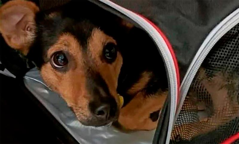 Tras cumplir la cuarentena, el perro Coco recuperó su libertad y viajará a Córdoba