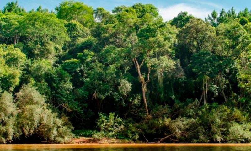 Nación invertirá 330 millones de pesos para la preservación de la Selva Paranaense