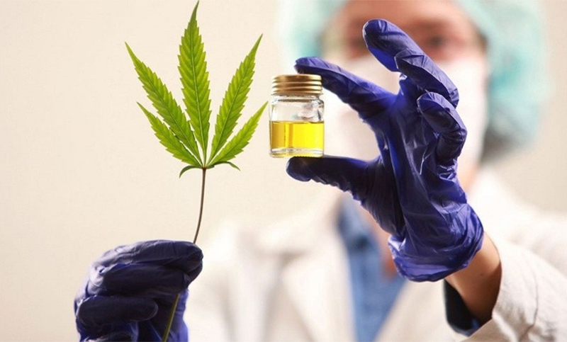 Santa Fe inició el cultivo experimental de cannabis para uso medicinal