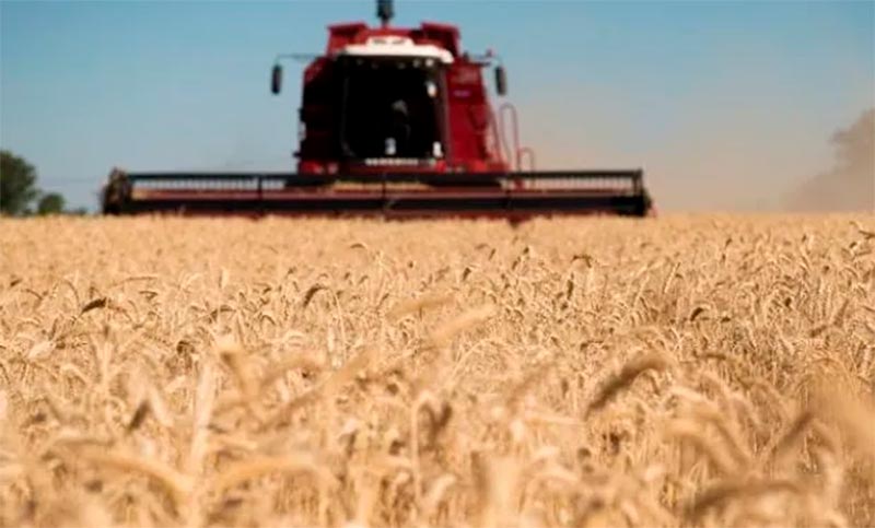 La cosecha de trigo marcó volúmenes récord, pero hay temor por la próxima campaña