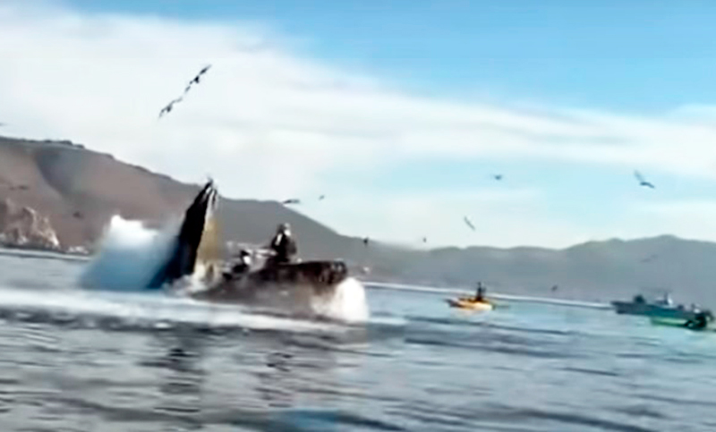 Video impactante: una ballena jorobada “se tragó” a dos chicas en California