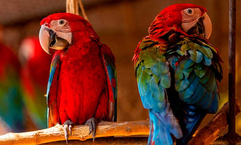 Liberan cinco guacamayos rojos en el Parque Nacional Iberá