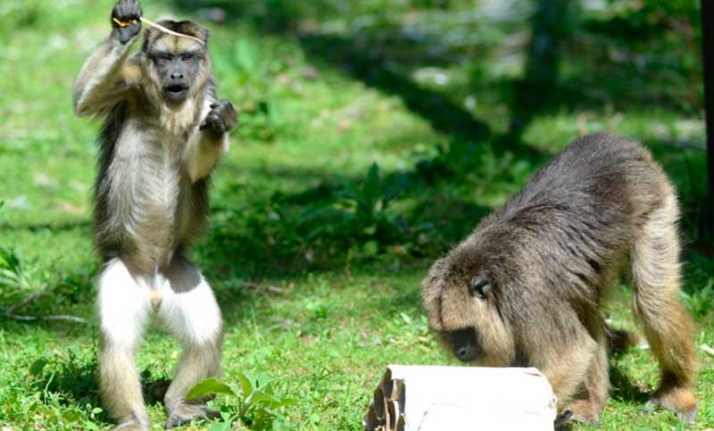 Robaron un mono del ex zoológico de La Plata