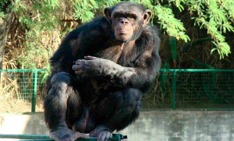 Piden trasladar a chimpancé «Toti» de Río Negro a un santuario de simios en Brasil