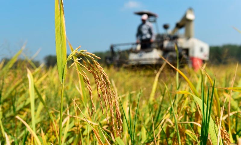 Pese a mayor superficie sembrada, la cosecha de arroz cayó un 7% en esta campaña