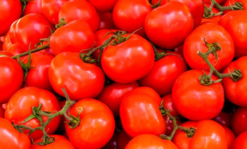 Tomate: un fruto en creciente expansión y desarrollo