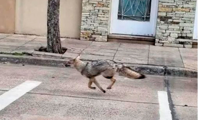 Rescataron a un zorro que tuvo en vilo a un barrio porteño