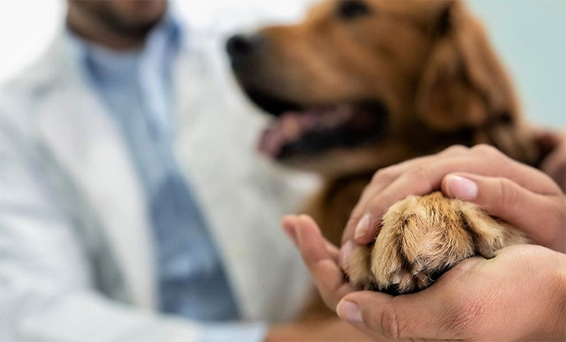 Teisa exige que se implemente la ordenanza que crea un hospital veterinario público y gratuito