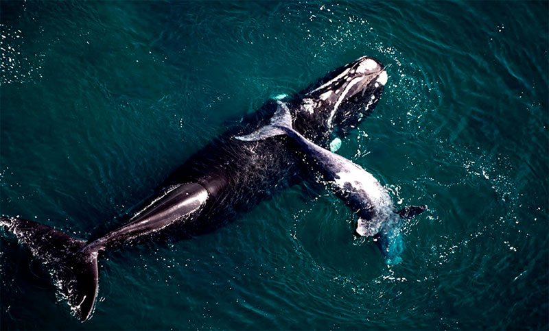 El último relevamiento aéreo sobre la Península Valdés mostró un récord de ballenas