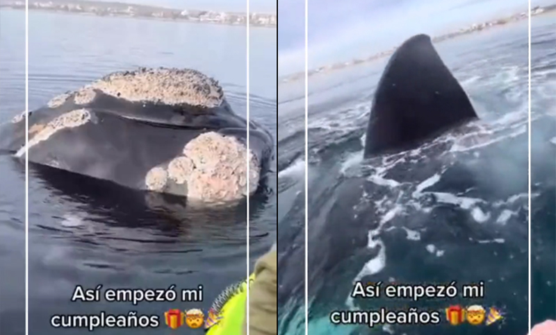 Prefectura confirmó que le iniciarán sumario a los kayakistas que filmaron cerca de las ballenas