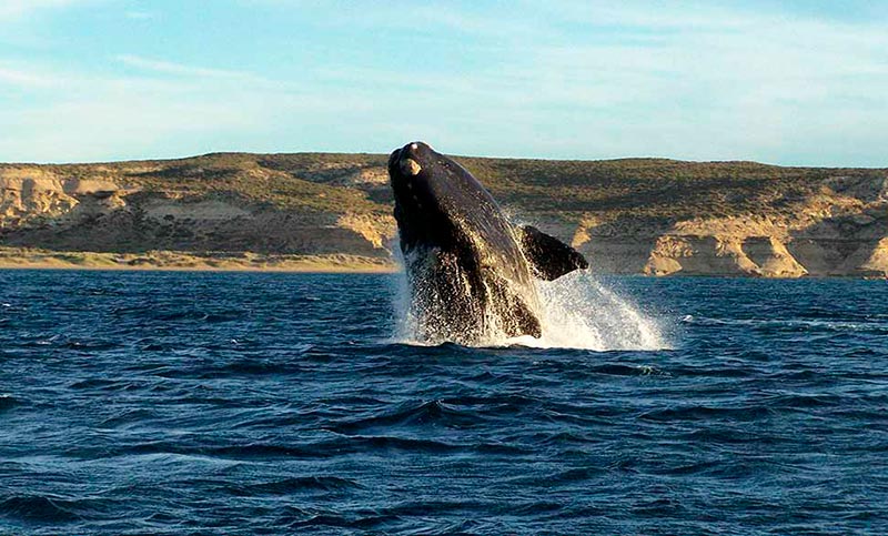 Dos jóvenes fueron sorprendidos por ballenas mientras navegaban en Puerto Madryn