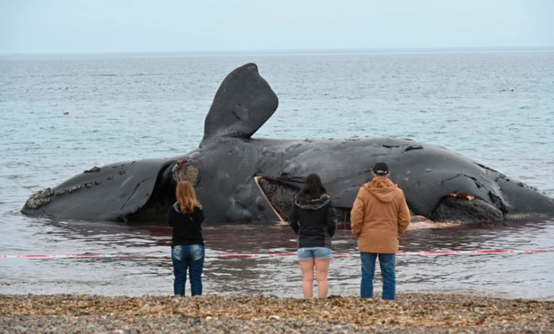Ya son 30 las ballenas muertas en Península Valdés