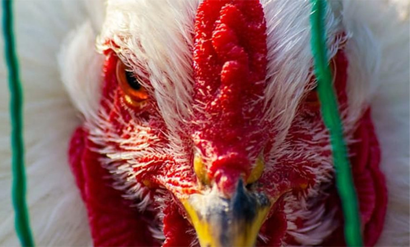 Por un brote de gripe aviar altamente contagiosa, Países Bajos sacrificó 300.000 pollos