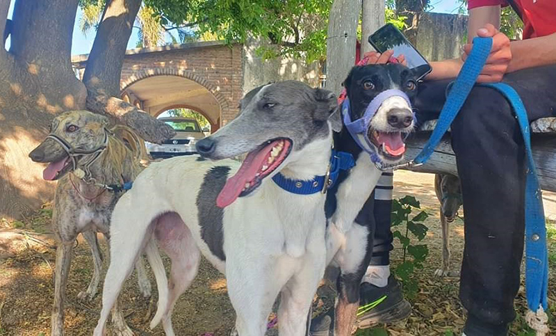 Rescatan 77 perros y demoran a 150 personas por participar de carreras en Santa Fe