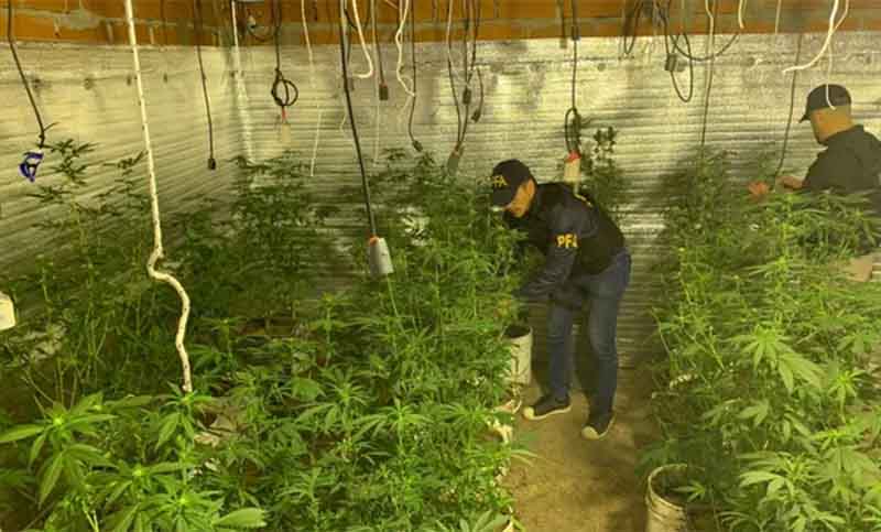 Cinco detenidos tras el hallazgo de un «indoor» con 400 plantas de marihuana