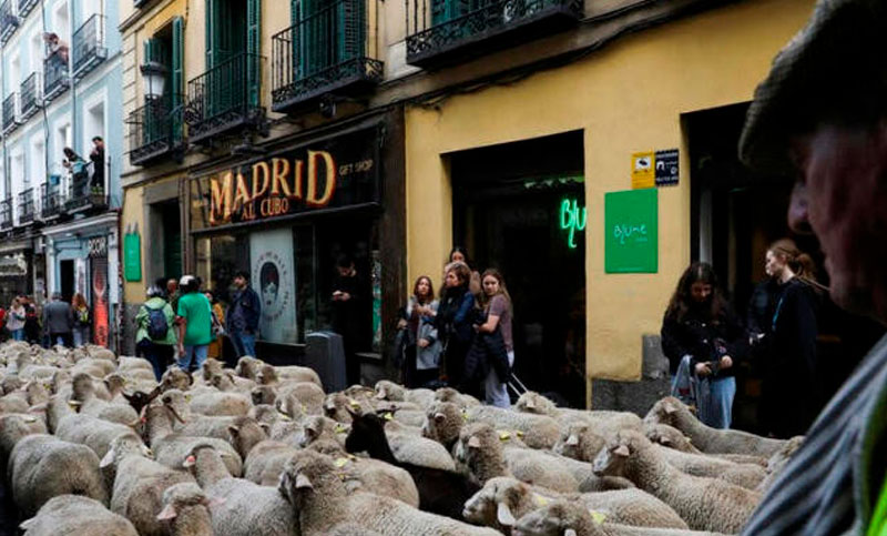 Miles de ovejas sustituyeron a los autos en las calles de Madrid