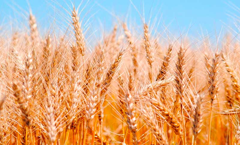 La cosecha de trigo caería a 16,5 millones de toneladas