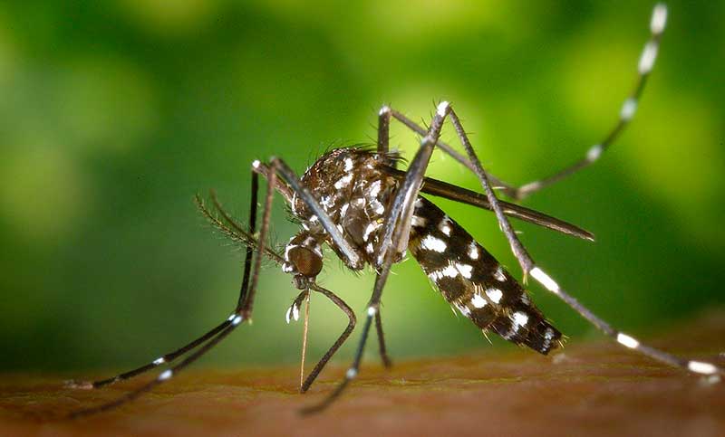 El Gobierno lanzó la Campaña Nacional contra el Dengue
