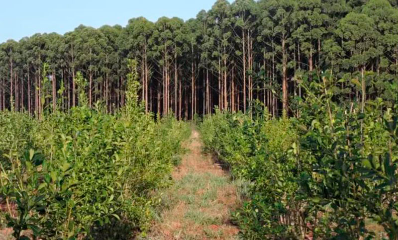 Empresas forestales impulsan estrategia para el desarrollo de mercados de carbono