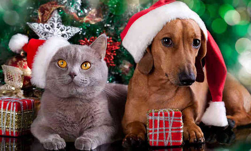 La Navidad puede aumentar el estrés en perros y gatos