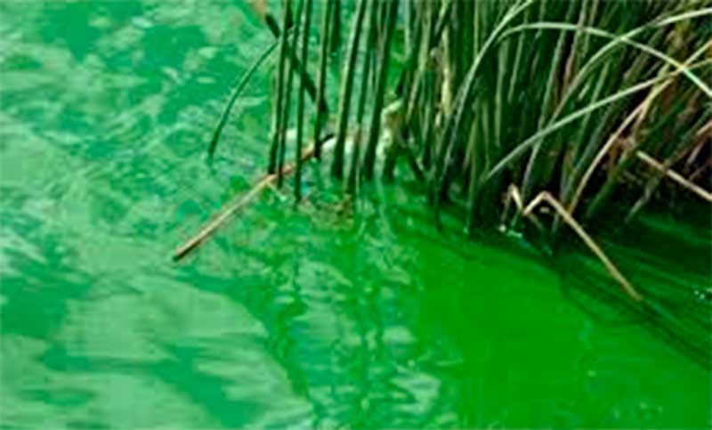 Advierten sobre la posible presencia de cianobacterias en aguas recreativas