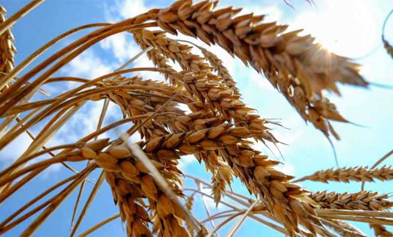 Ya se cosechó más del 50% del trigo y en la que será una de las peores campañas por la sequía