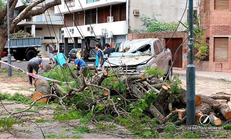 Tras caída de árboles denuncian falta de recursos para remover ejemplares que deben retirarse