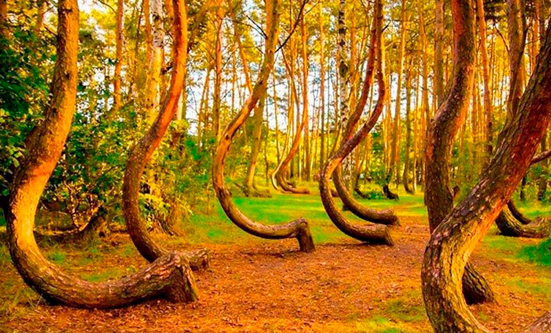 Este extraño tronco de un árbol nativo de Nueva Zelanda es un gran misterio  de la naturaleza