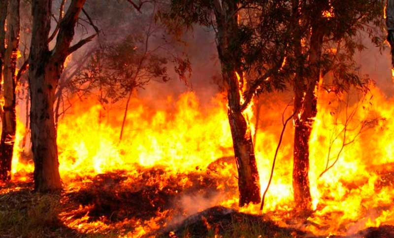 Entre Ríos, Buenos Aires y Chubut registran incendios forestales