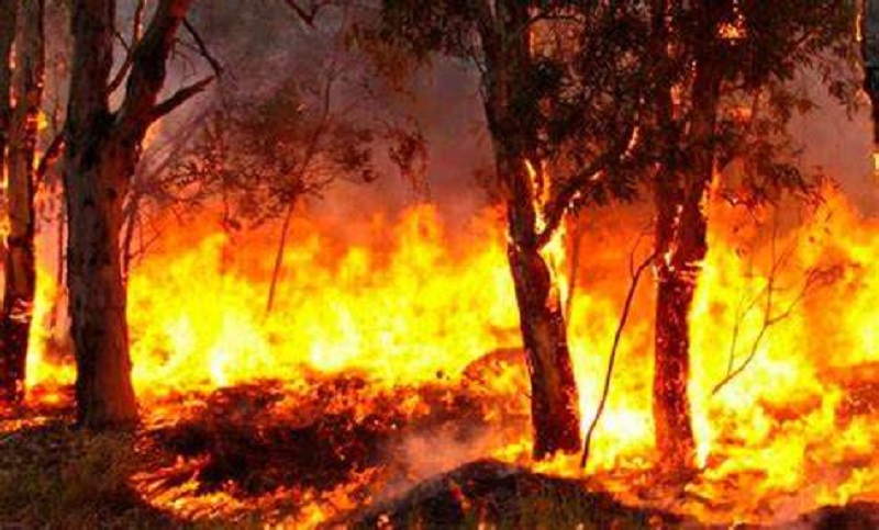 Santa Fe, Entre Ríos, Tierra del Fuego, La Pampa y Buenos Aires registran incendios activos