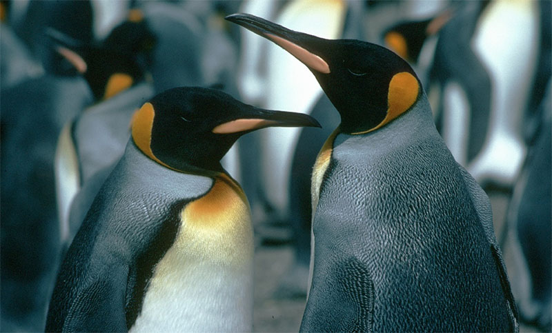 Descubrieron una nueva colonia de pingüinos emperador en la Antártida