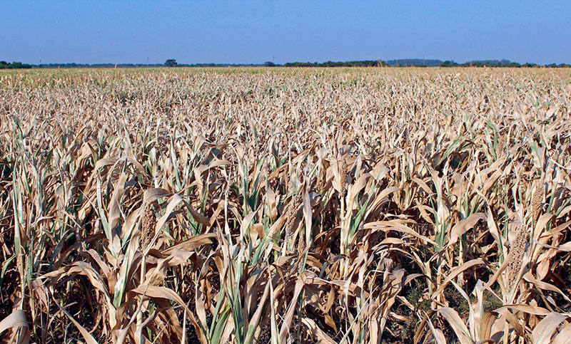 Por la sequía, la producción de soja caerá 13% y la cosecha de trigo un 44%
