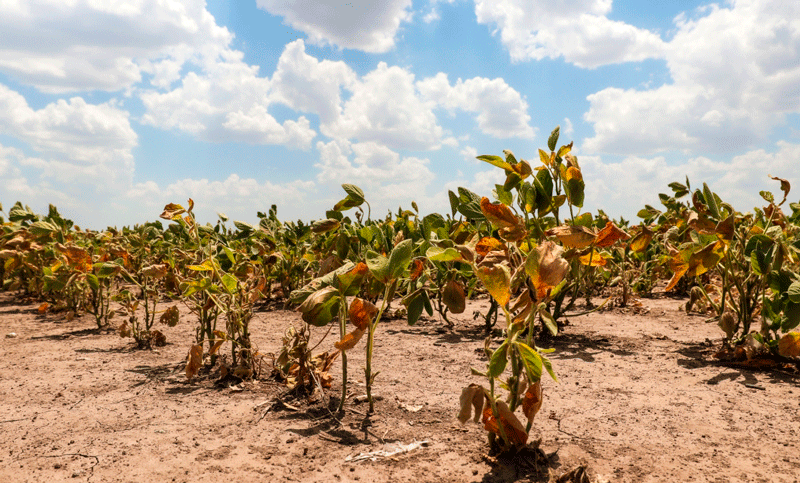 El Gobierno nacional prorrogó la emergencia agropecuaria en Santa Fe