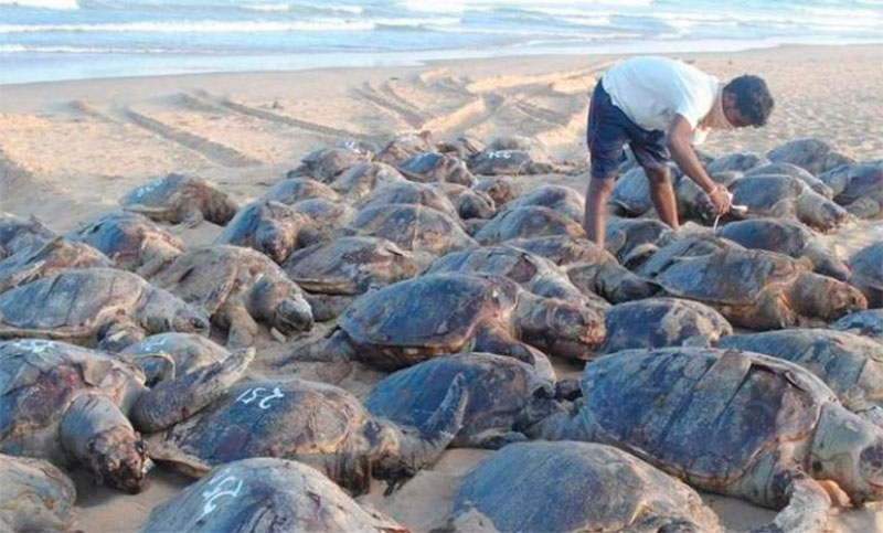 Cerca de mil tortugas marinas fueron encontradas muertas en la India