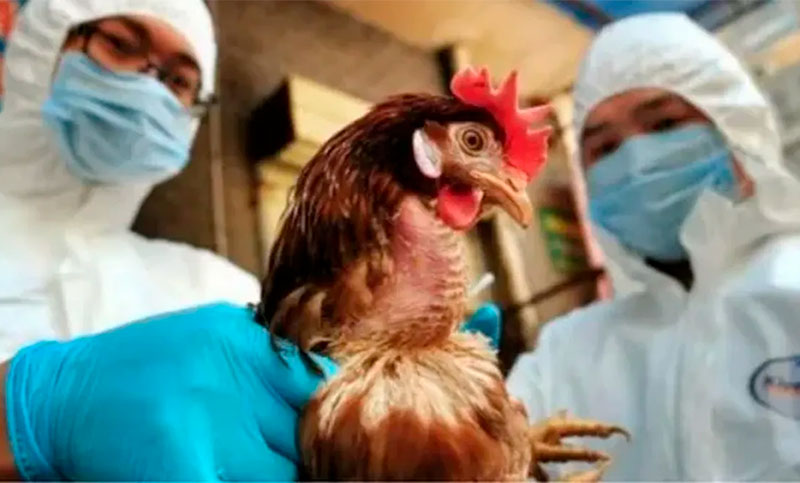 Confirmaron ocho nuevos casos de gripe aviar en la última semana
