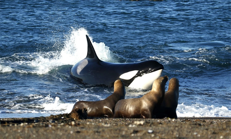 La Península Valdés celebra con diferentes actividades el inicio de la temporada de orcas