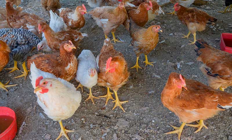 Se detectaron trece nuevos casos de influenza aviar en el país durante la última semana