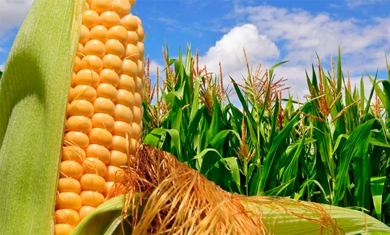 Pérdidas en plantación de soja y maíz en Santa Fe: la situación es “irreversible”